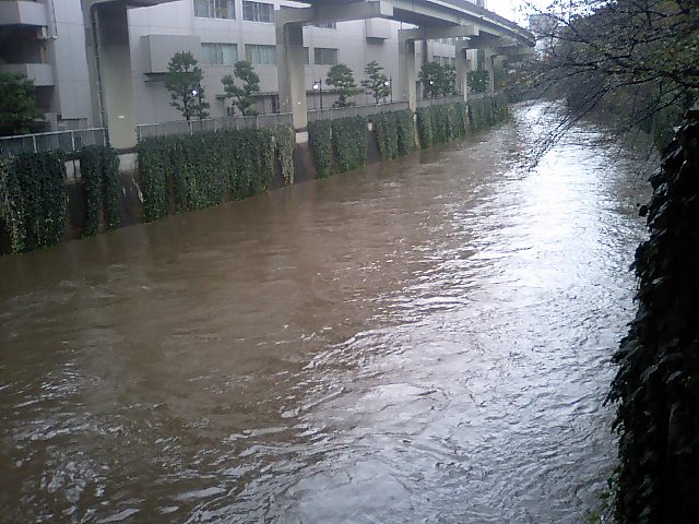 雨の江戸川橋 きんちゃんの大冒険